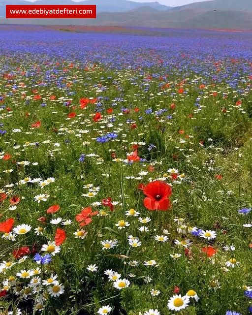ÇANAKKALE ŞEHİTLERİ