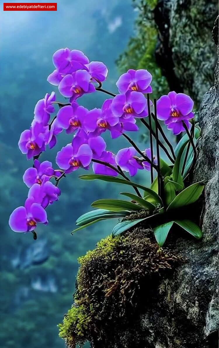 Aşk Kokulu Çiçekler