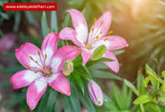 YASEMİN HASTANE AKROSTİŞ