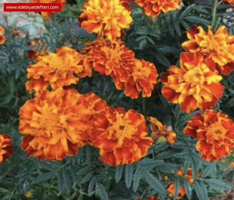 ÇITLIK ÇİÇEKLERİ AÇIYORKEN GEL