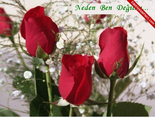 NEDEN BEN  DELM  ?!...