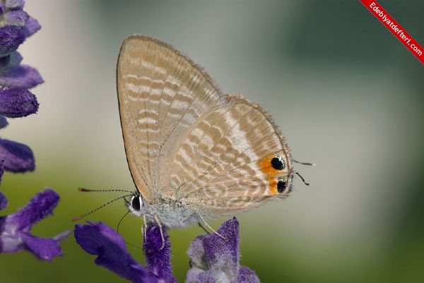 Uzun Kuyruklu Mavi Kelebek