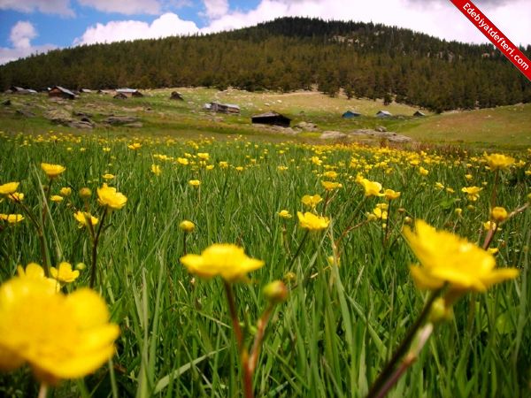 YAYLA YOLUNDA