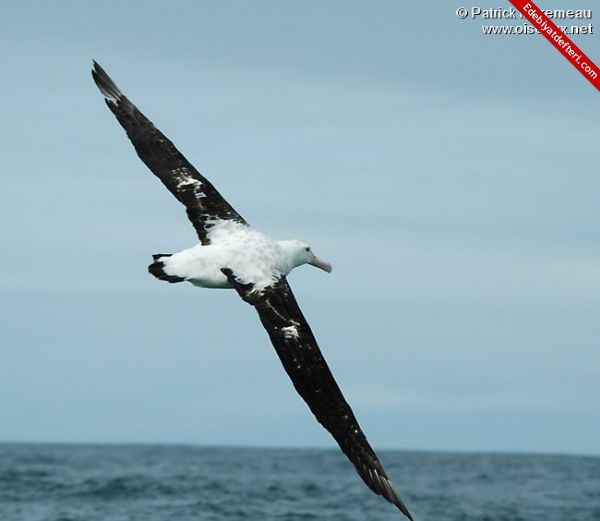 ALBATROS OLMUUM