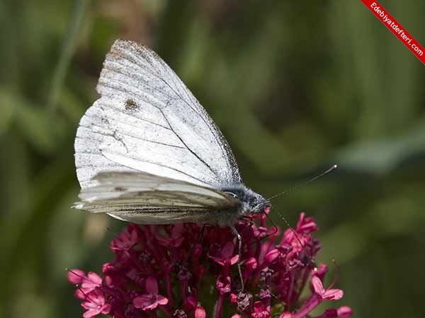 Beyaz Renkli Kelebek