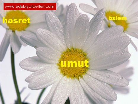 UMUT-HASRET-ZLEM