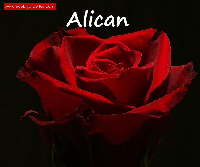 Alican