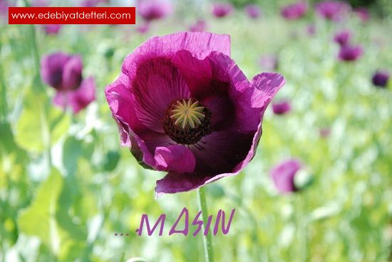 …..MASIN