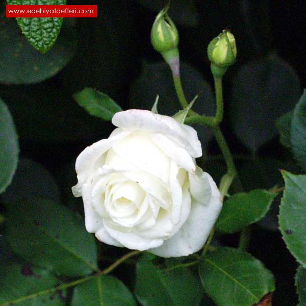 Узбекские розы. Белые розы в саду. Мелкие белые розы сорт. Куст белых роз.