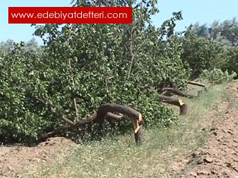 NASILDA ABUK GEYOR YILLAR