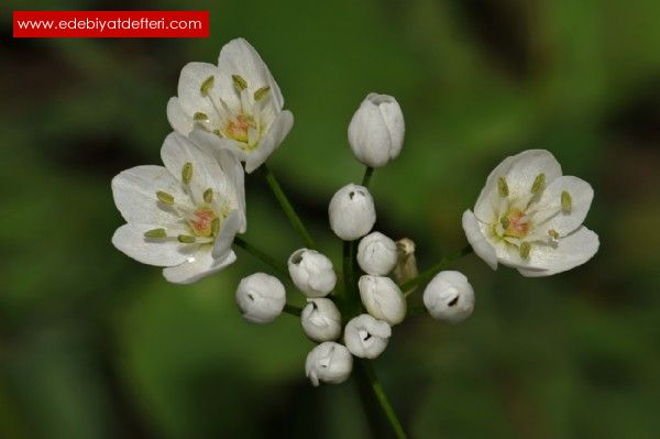 Allium neapolitanum