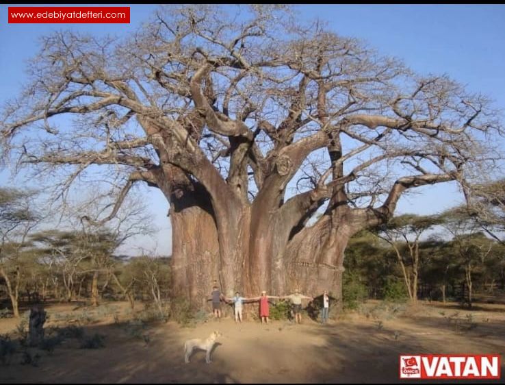 Baobab Aac