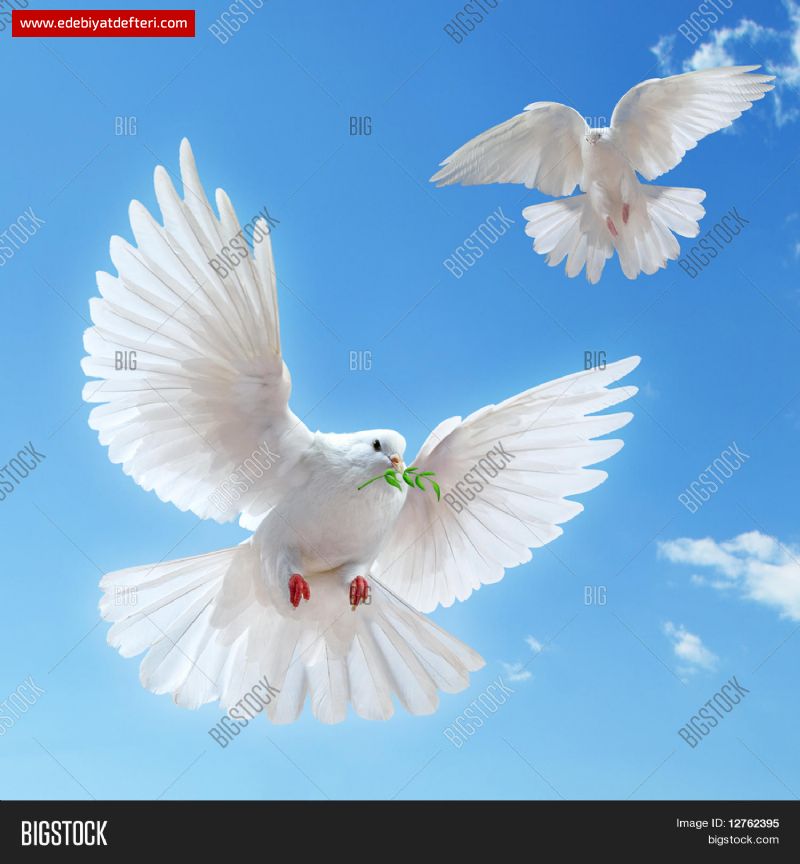 MARTI (ÖYKÜ)...