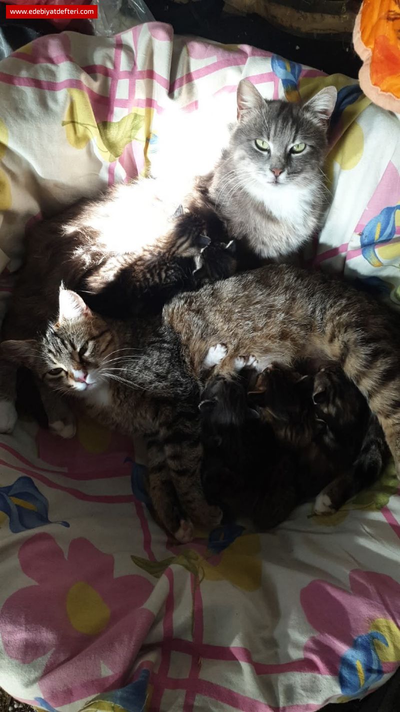 BULUT, ZARİFE VE YAVRULARI
