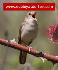 KUŞ DİLİ...(ÖYKÜ)