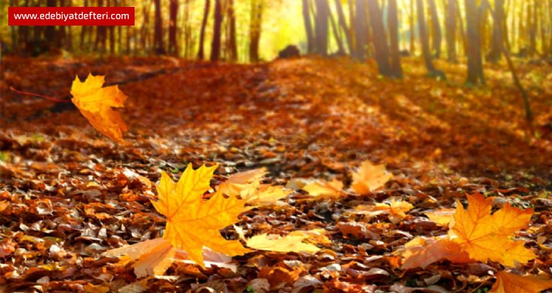 SAHİ, YETİŞMİŞ MİYDİM?(ÖYKÜ)