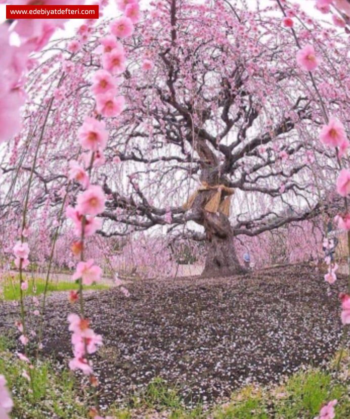 ÖNCE SAĞLIK TABİKİ...İDRAR TAHLİLİ ÖNEMLİ.....?