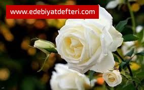 Küllerinden Doğan İnsan..