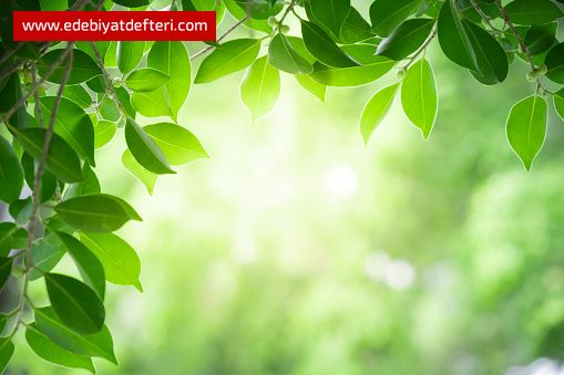 Gücün Değil, İnceliğin İnsanıyım..