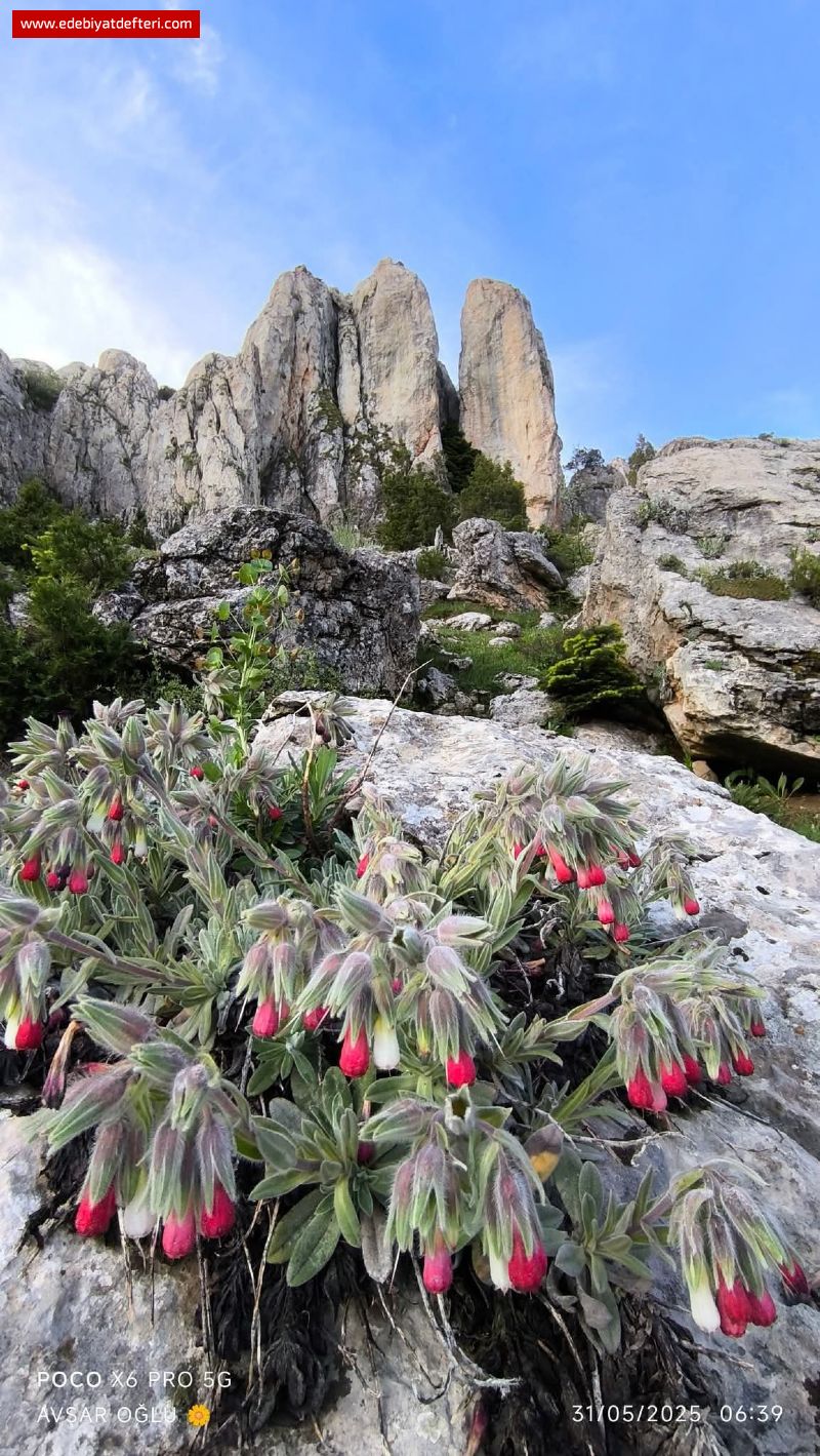 Bilinmeyenin Gölgesinde: Ön Yargı, Bağnazlık ve Bilgi Edinme Sorumluluğu