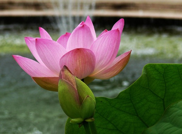 Yapraklarn Temizleyen Lotus Bitkisi