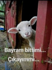 BAYRAM BTT M ?