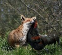 Helalle�mek �art oldu