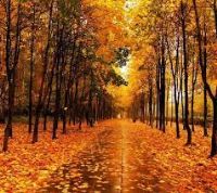 S�K�NET BA�INDAN H�Z�N DEV��RMEK M� TAL�H�M!