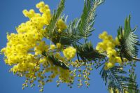 M�MOZANIN ANIMSATTIKLARI