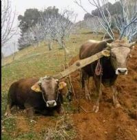 SAH�B�NE �EKM��