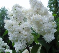 ...  �iir Kokan Yasemen ...