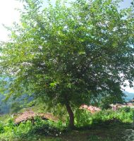 DUT AĞACININ ÖYKÜSÜ