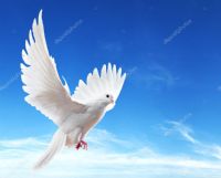 POSTA KUTUMA ���RLER BIRAKAN POSTA G�VERC�NLER�...