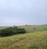 HÉVi(DİLEK)