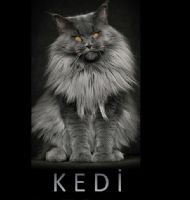 K E D İ