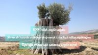 Zeytin ağacıma dokunma