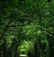 Doğa ve İnsan: Dengede Bir Yaşam