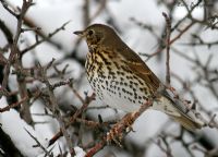 Ardıç 'ın Ardından