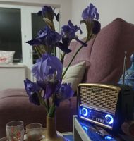 Mor Zambağın Türküsü