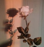 Zarafet, Acılardan Damıtılmış, Sessiz ve Derin Bir Erdemdir.