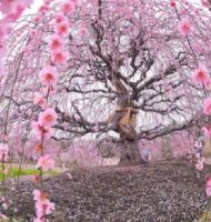 ÖNCE SAĞLIK TABİKİ...İDRAR TAHLİLİ ÖNEMLİ.....?