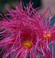 ANNENİN AŞKI NEDEN DOĞURDUĞU  BEBEKTİR..!