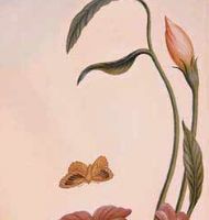 KADINLAR ÇİÇEKTİR