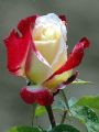 radiance rose